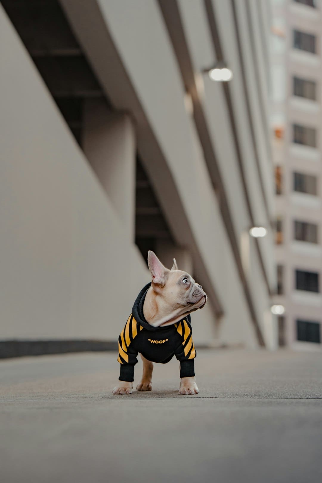 美团正式发布并开源LongCat